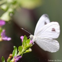 Leptosia nina Fabricius, 1793